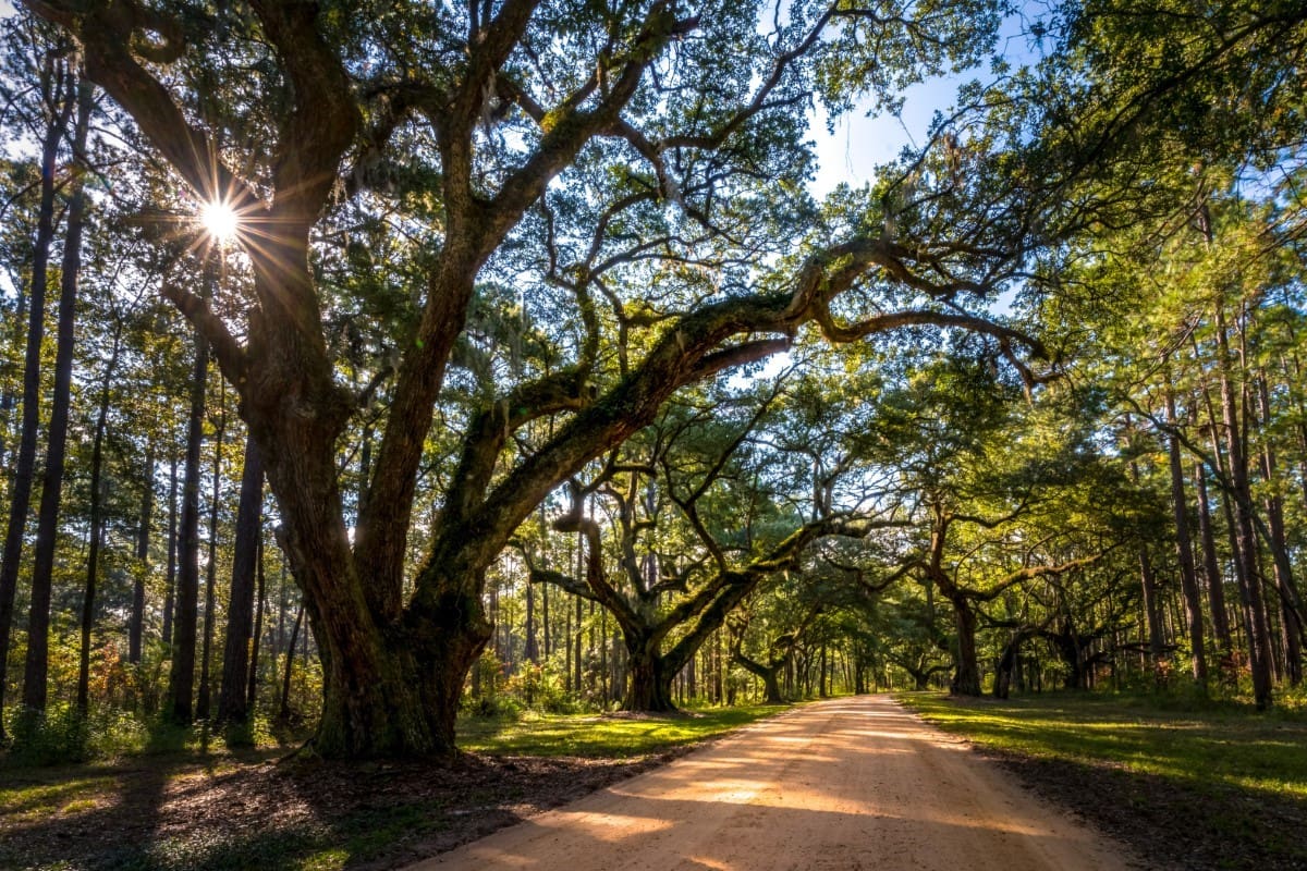 A tree lined road with sun shining through the trees.