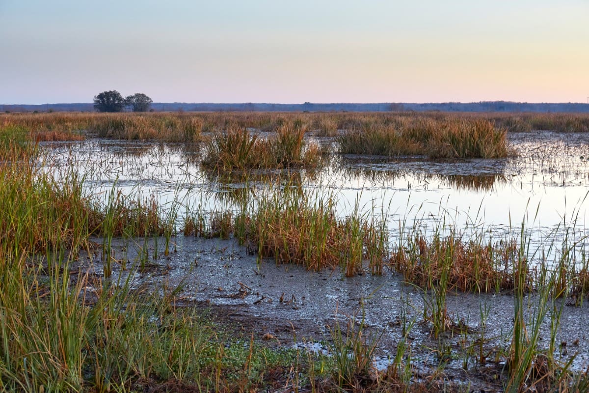 A body of water with grass and trees in the background.