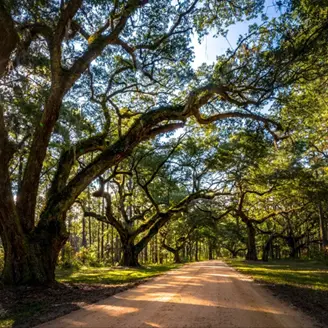 A road with many trees on both sides of it