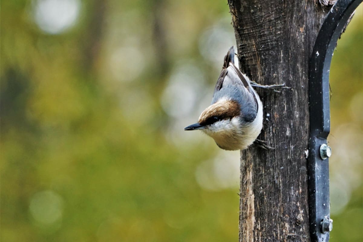 A bird is hanging on the side of a tree.