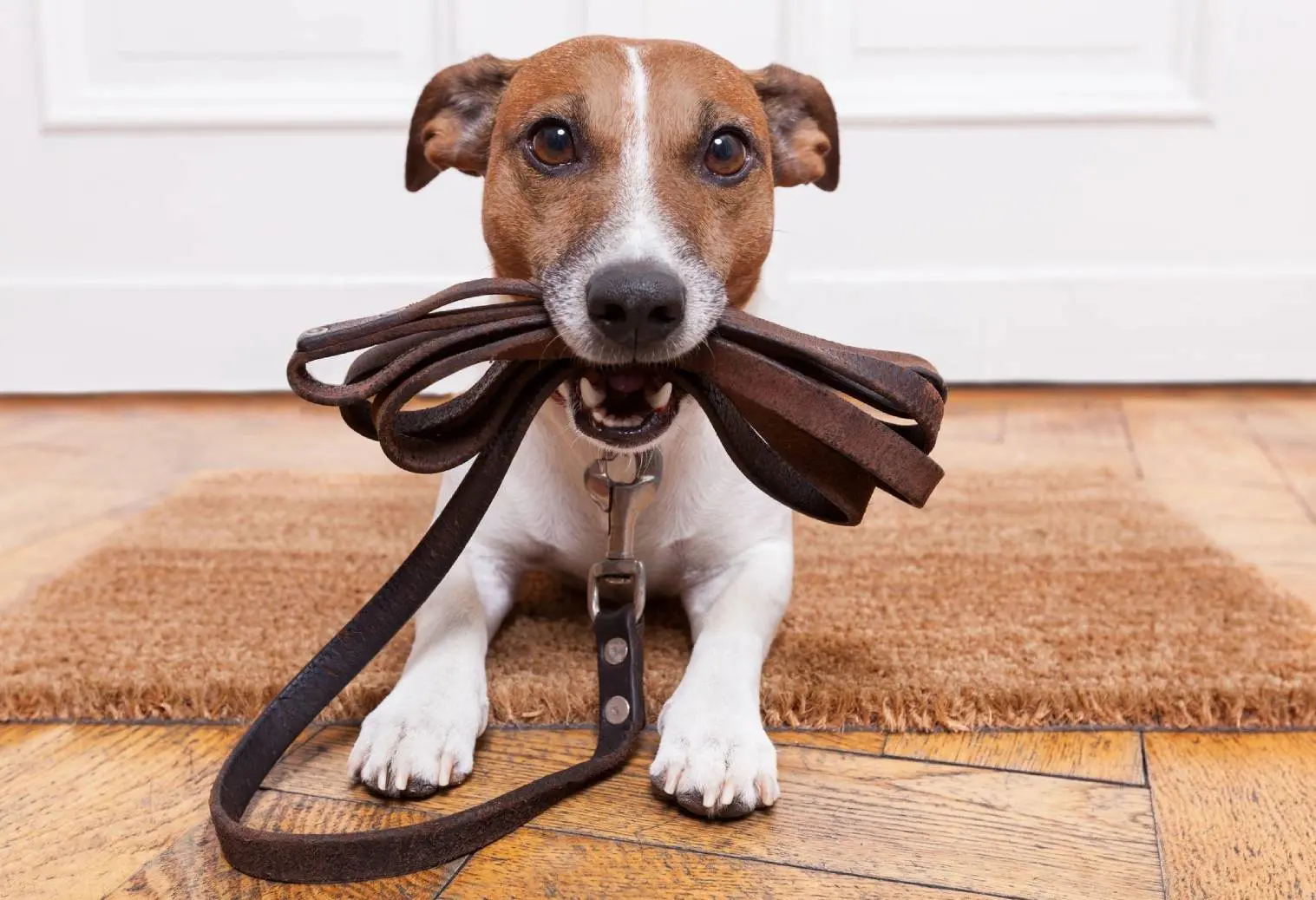 A dog with a leash on its neck.